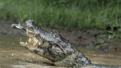 بالصور.. سمكة سيئة الحظ تقع في ورطة أثناء مطاردتها وجبة عشاء