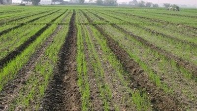 زراعة 9220 فدان قمح في القنطرة شرق بالإسماعيلية