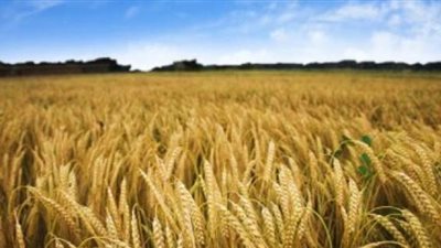 زراعة 186 ألف فدان قمح هذا الموسم في الوادي الجديد