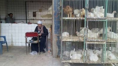 شعبة الثروة الداجنة: كيلو الفراخ بـ 28 جنيها