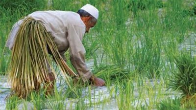 هل تحظر الحكومة زراعة الأرز بشكل نهائي؟ 