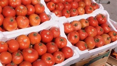الحكومة تكشف حقيقة زيادة أسعار الطماطم خلال الفترة المقبلة