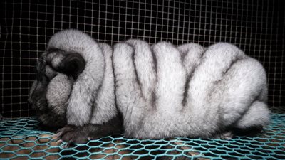 بالفيديو والصور.. لقطات مروعة لتسمين الثعالب لإنتاج الفراء