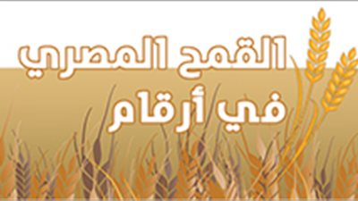 القمح المصري في أرقام