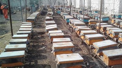 العشوائية والمبيدات.. أزمات تهدد إمبراطورية عسل النحل في القليوبية