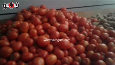 بالفيديو.. استقرار أسعار الخضراوات والطماطم بـ6 جنيهات في الجيزة