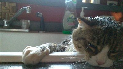 بالصور.. أطرف ردود أفعال الحيوانات أثناء الاستحمام