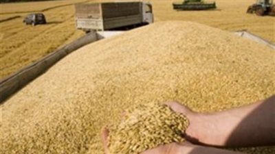 «تقصي الحقائق» عن توريد القمح: «الفساد تخطى التوقعات»
