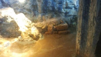 حديقة الأسماك بالزمالك تعرض تمساحا نيليا لأول مرة