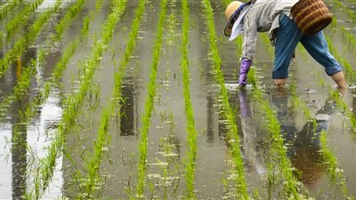 بدء دورات توعية لمزارعي كفر الشيخ لمنع زراعة الأرز بالمخالفة