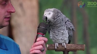 بالفيديو والصور.. ببغاء يثير ضجة بـ300 كلمة في عيد ميلاده