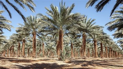 أوجاع النخيل.. سوسة النخيل الحمراء «إيدز المحصول».. وقلة الأيدي العاملة أبرز الأزمات.. مصانع بير السلم وتسعيرة المحافظة ضمن القائمة.. والتسويق مشكلة المزارعين الصغار