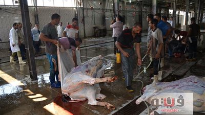 بالصور.. محافظ الإسماعيلية يتفقد المجزر الآلي استعدادا لعيد الأضحى