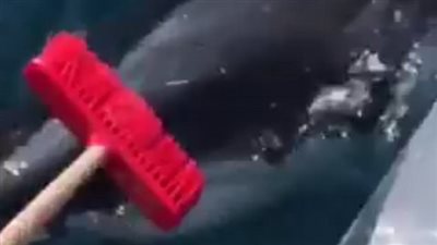 بالفيديو والصور.. ركاب قارب يواجهون قرشا بالمكنسة