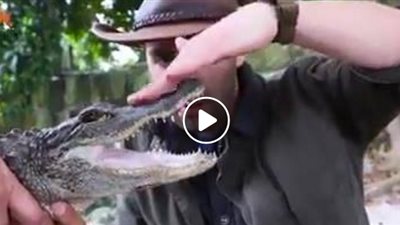 بالفيديو.. مغامر يعرض نفسه لأصعب اللدغات في العالم