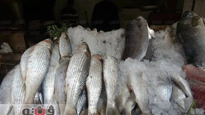 بالصور.. استقرار أسعار الأسماك بسوق سليمان جوهر في الدقي