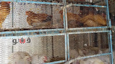 بالصور.. الدواجن البلدي تسجل اليوم 38 جنيها بالدقي