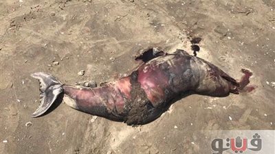 محمية «أشتوم الجميل» تتسلم دولفينا نافقا على شاطئ بورسعيد