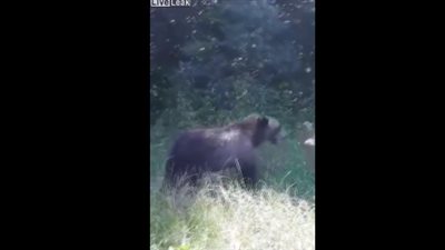 رد فعل أب تقدم طفلته الطعام لدب متوحش (فيديو)