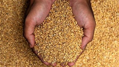 الصحة تؤكد سلامة القمح المستورد ومطابقته للمواصفات العالمية