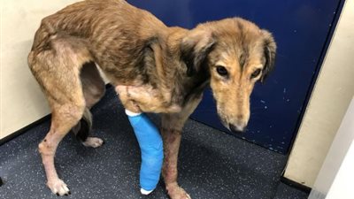 كلب على وشك الموت يطلب المساعدة (فيديو)