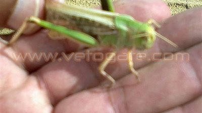 بالصور.. انتشار «الجراد الأفريقي» في أراضي توشكى بأسوان