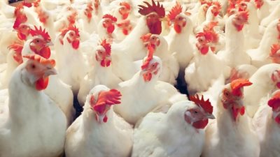 أسعار الدواجن اليوم السبت 6/ 10/ 2018.. الكيلو يسجل 30 جنيها