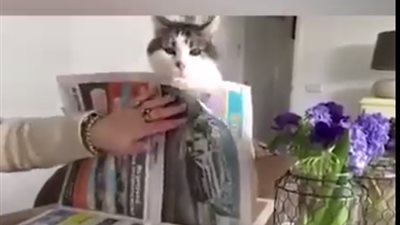 بالفيديو.. قطة تساعد صاحبتها في قراءة الجريدة