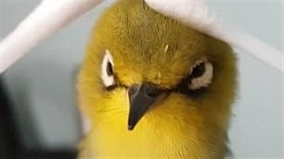 بالفيديو والصور.. طائر ياباني يثير ضجة بجلسة تدليك