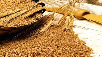 ضبط 4 شون وصوامع قمح مخالفة في العياط