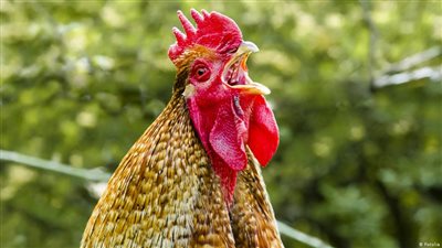 في فرنسا: محاكمة ديك بسبب صياحه مبكرا!