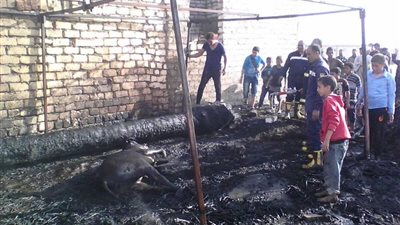 نفوق 4 رءوس ماشية في حريق مزرعة بعزبة محمد موسى ببني سويف (صور)