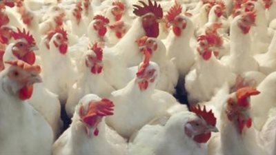 خطة «التموين» للاكتفاء الذاتي من إنتاج الدواجن خلال 2019