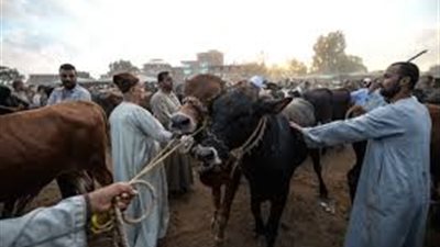 ضوابط وثيقة تأمين الماشية ضد جميع المخاطر.. تعرف عليها