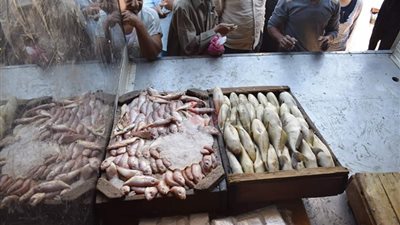 10 جنيهات سعر كيلو الأسماك في الغردقة