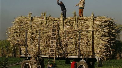 التموين: توريد 2.5 مليون طن قصب لمصانع السكر بالوجه القبلي