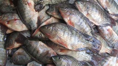3 أسباب لنفوق الأسماك في منطقة مثلث الديبة بالمنزلة