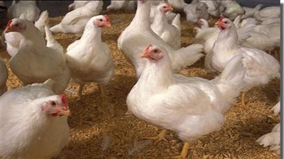 18 جنيهًا سعر كيلو الدواجن الحية في شمال سيناء