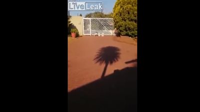 ببغاء يشارك مجموعة من الكلاب النباح (فيديو)