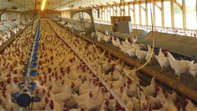 الثروة الداجنة: حظر تداول الدواجن الحية بين المحافظات عقب العيد