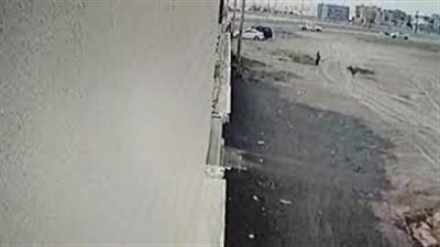 لحظة هجوم كلاب شرسة على طفل بالسعودية (فيديو)