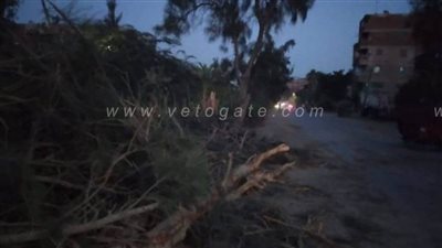 سقوط شجرة على طريق 