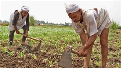 صادرات زراعية جديدة عالية القيمة لروسيا