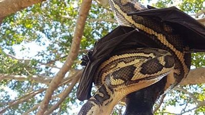 بالفيديو والصور.. معركة بين ثعبان وخفاش تنتهي بطريقة غير متوقعة