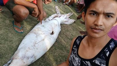 صياد يمسك بحبار ضخم للغاية (فيديو وصور)