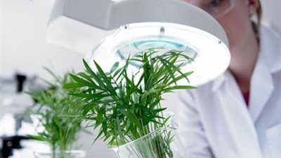 عبد الحليم منتصر.. حكاية رائد علم النباتات في مصر.. نشأته بين الحقول سبب دراسته.. وبعثة إنجلترا سبب الريادة.. ساهم في تأسيس جامعة الكويت.. طلبته السعودية للعمل مستشارا.. واللغة العربية حبه الأول