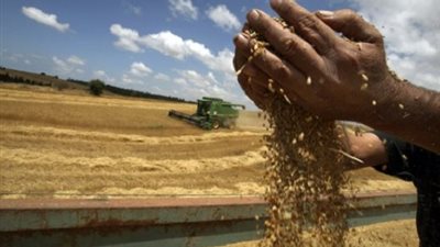 باحث يكشف مضاربة التجار على سعر توريد القمح المحلي بالدقهلية