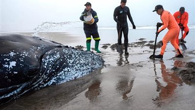محاولة إنقاذ حوت ضخم على أحد شواطئ الأرجنتين (فيديو وصور)