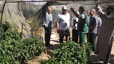 تنفيذ مشروع الصوب الزراعية غرب قرى الموهوب في الوادي الجديد