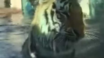 نمر بهاجم طفلا من خلف الزجاج بحديقة حيوانات (فيديو وصور)